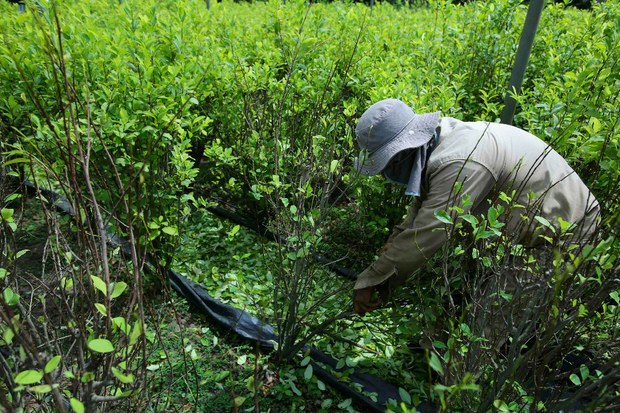 Plantación de coca experimental en Chicoral, cerca de Ibagué. Fuente: Reuters